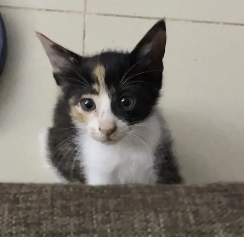 Kittens for sale in Rawalpindi/Islamabad — photo 4