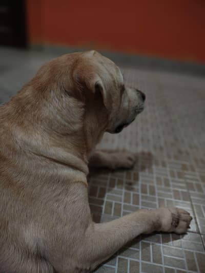 Friendly Male Labrador 5 year _Vaccinated & Trained