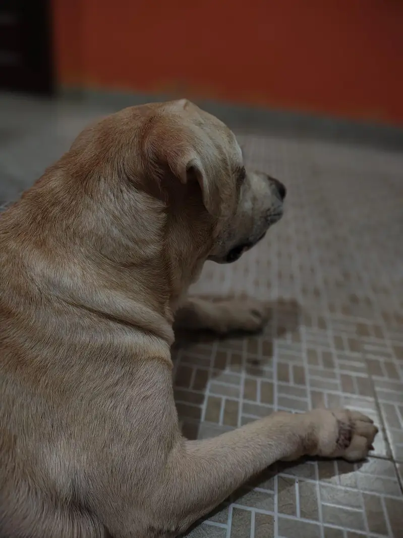 Friendly Male Labrador 5 year _Vaccinated & Trained