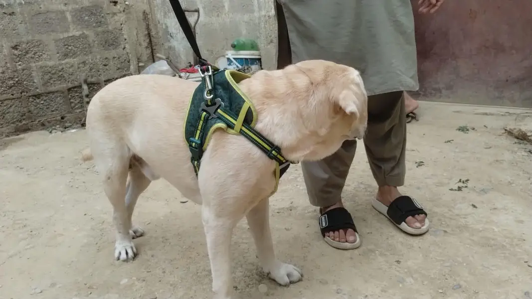 Friendly Male Labrador 5 year _Vaccinated & Trained — photo 2