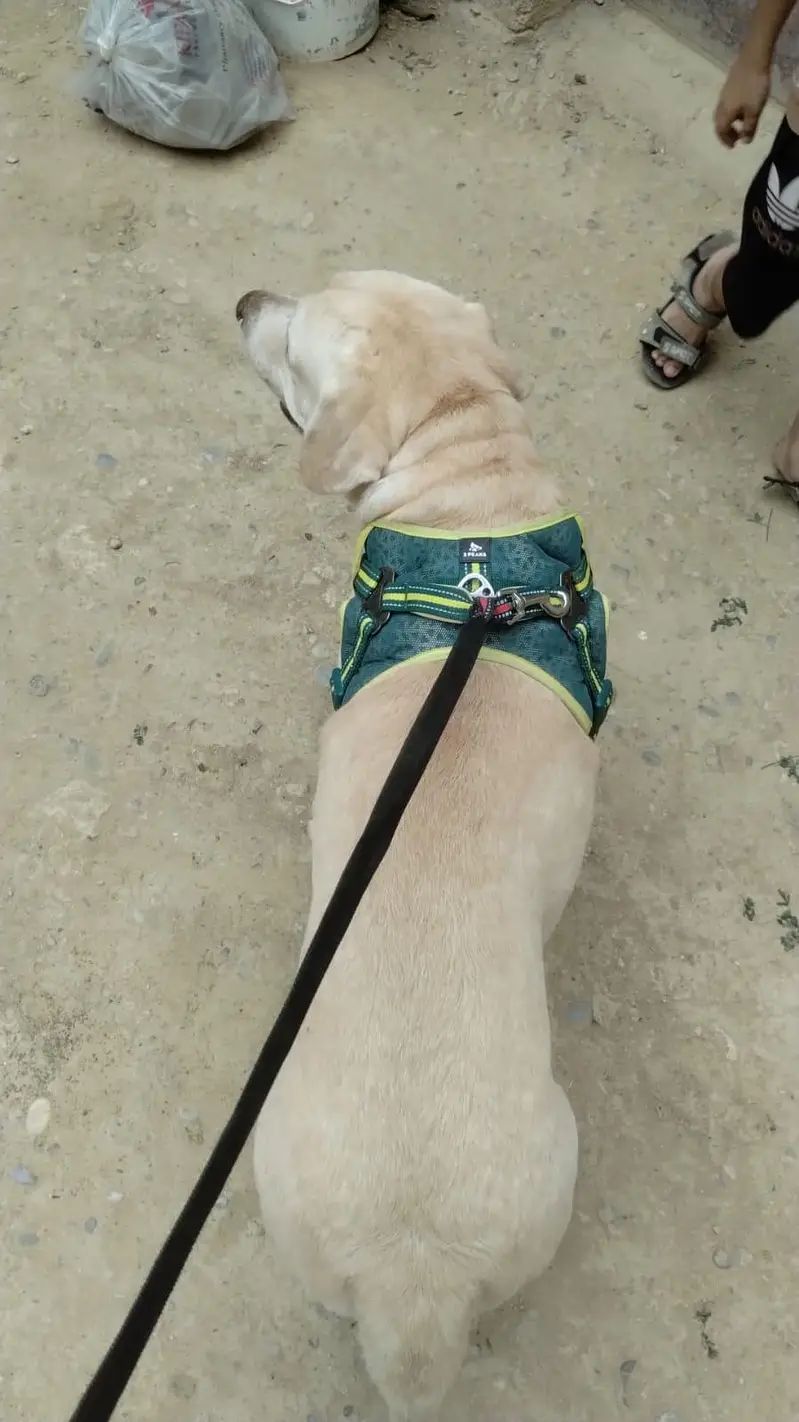 Friendly Male Labrador 5 year _Vaccinated & Trained — photo 3