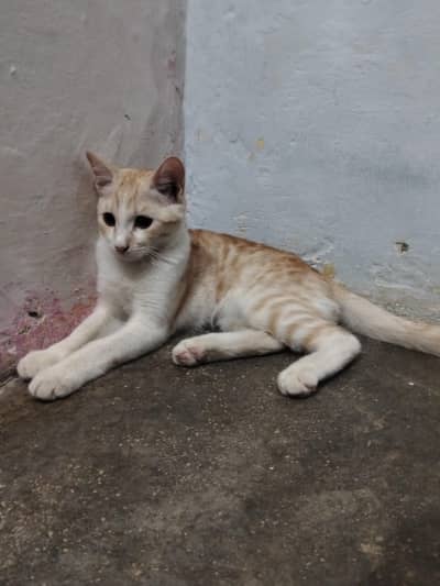 catseller 1000 rupes i cat