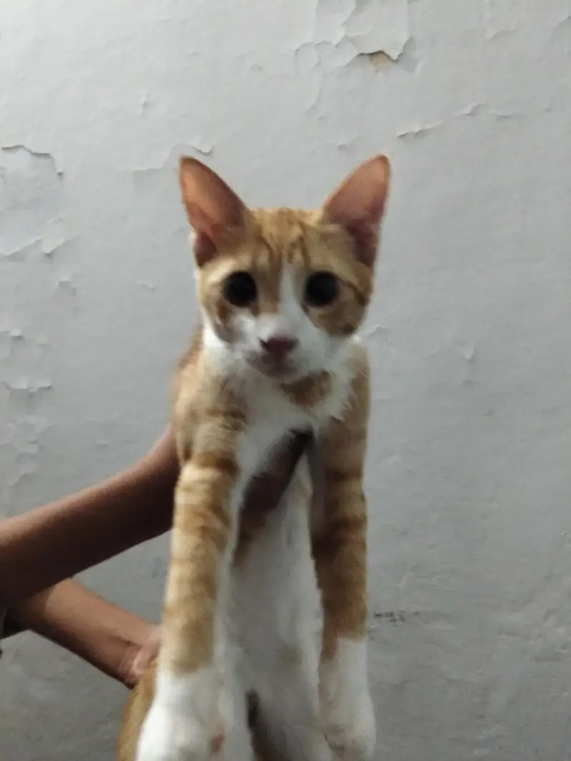 catseller 1000 rupes i cat — photo 2
