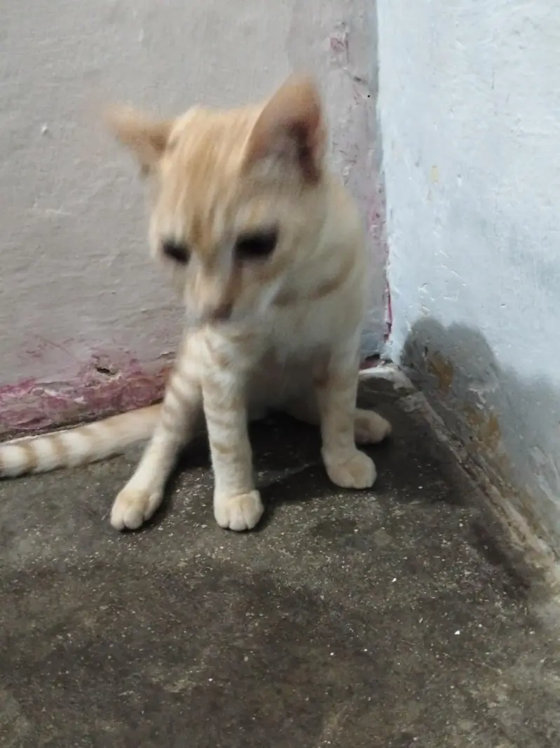 catseller 1000 rupes i cat — photo 3