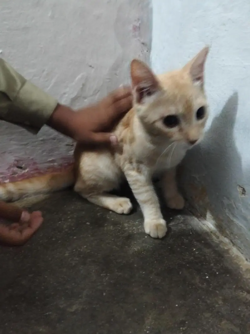 catseller 1000 rupes i cat — photo 4