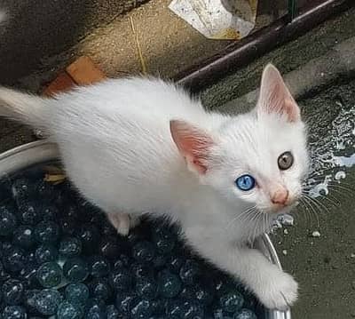 cat for sale