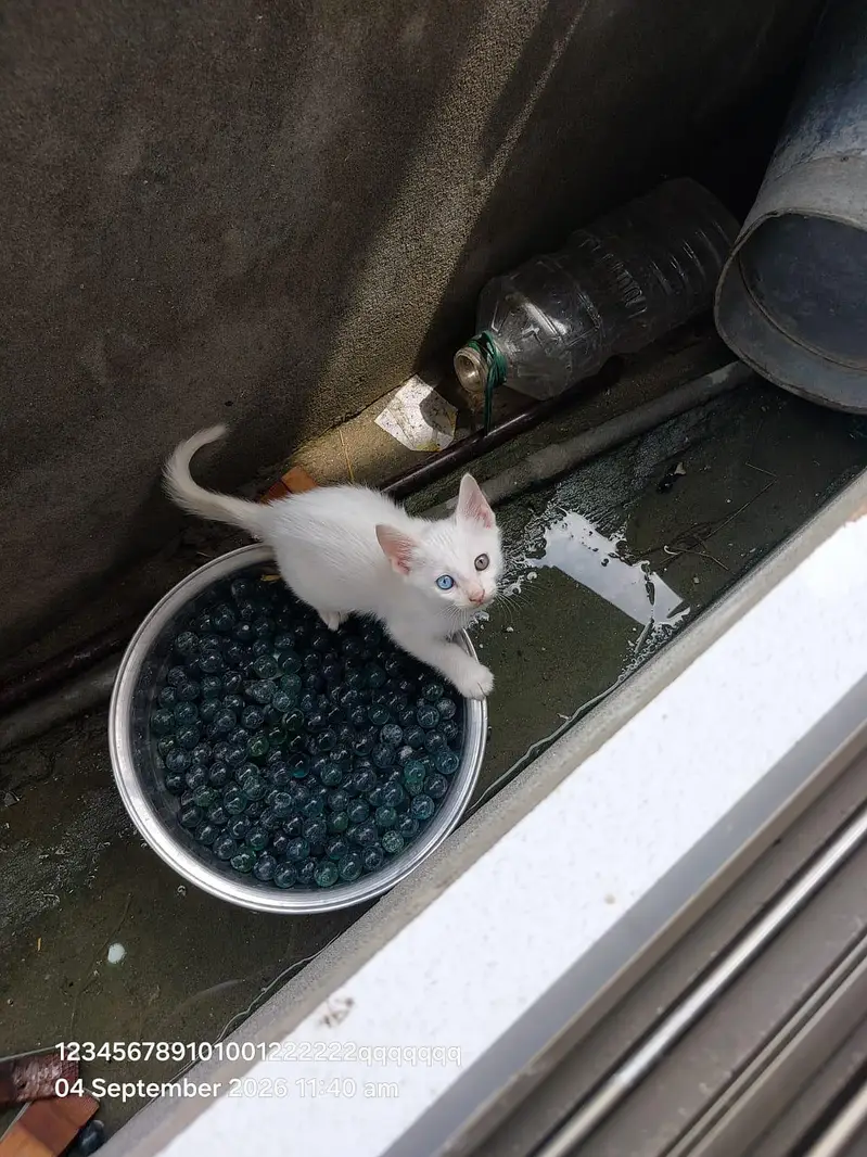 cat for sale — photo 3