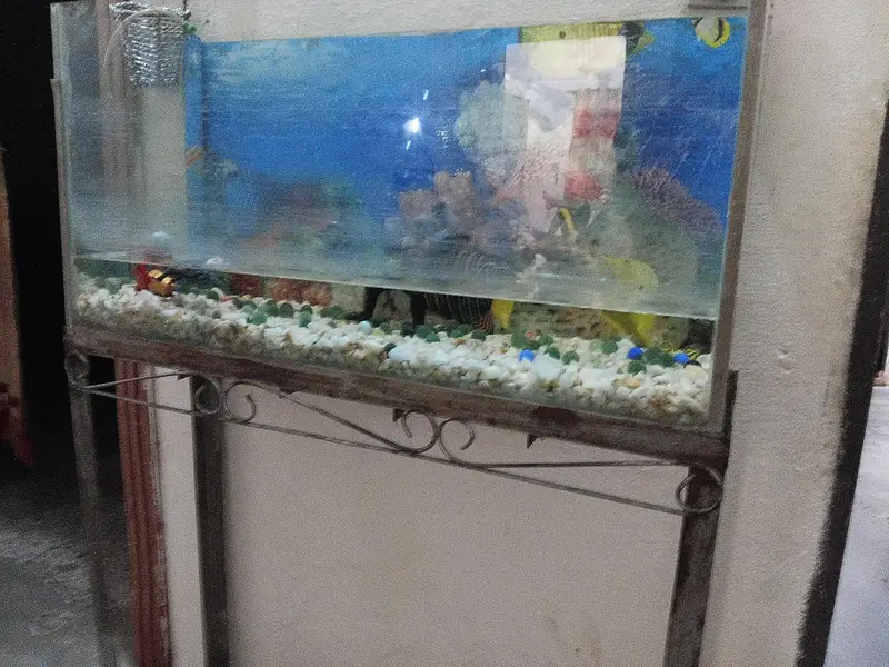 fish aquarium for sale