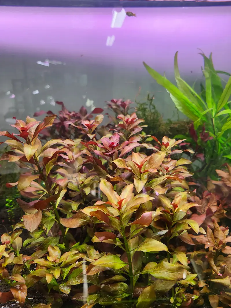 Aquarium Plants — photo 2