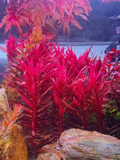 Aquarium Plants