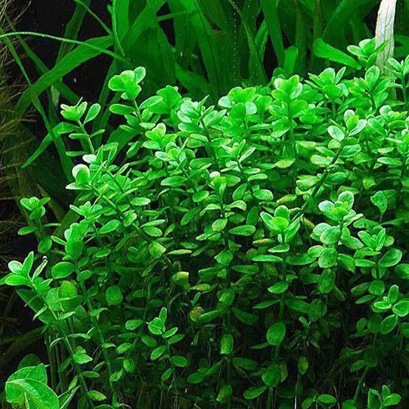 Aquarium Plants — photo 3