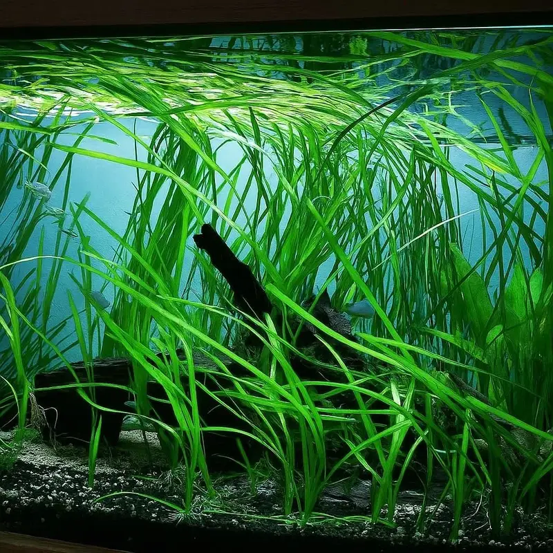 Aquarium Plants — photo 4