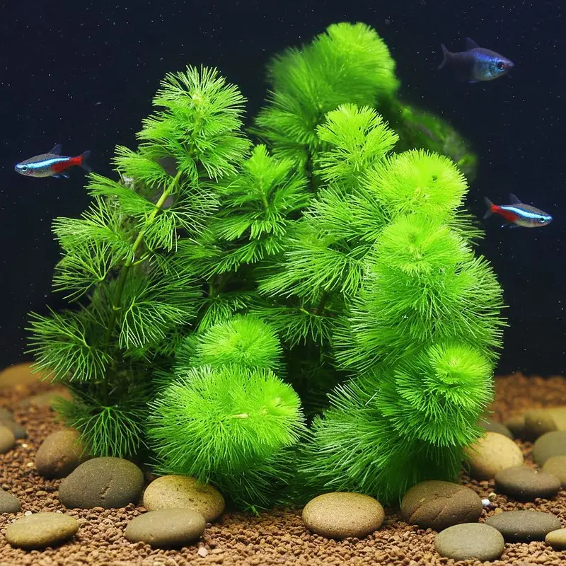 Aquarium Plants — photo 5