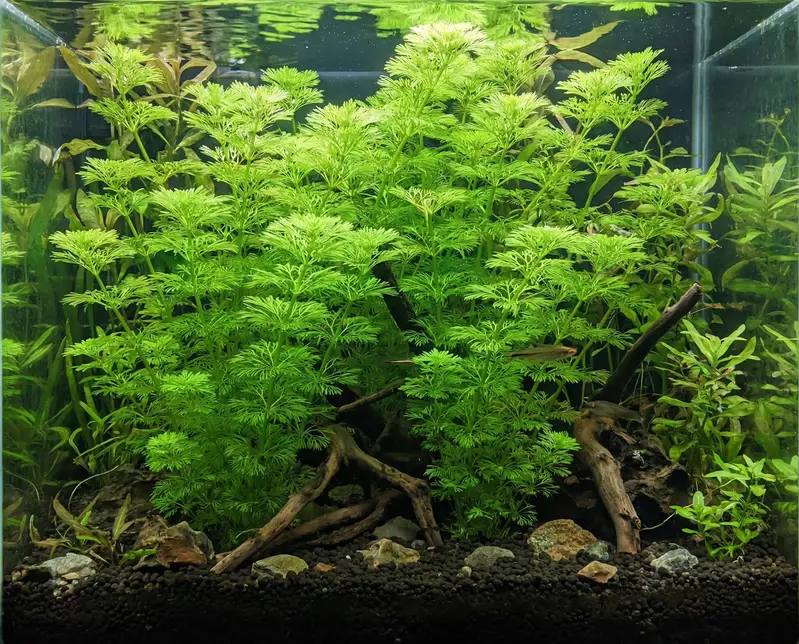 Aquarium Plants — photo 6