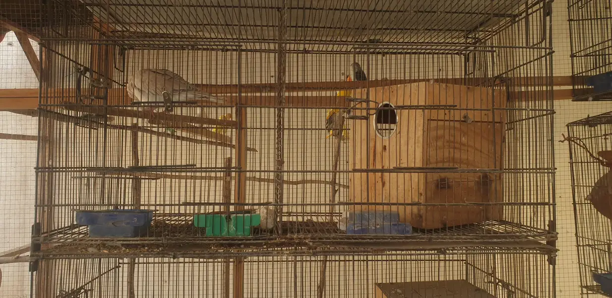 5×5=25 one cage 5000 best quality cage suitable for every bird — photo 2