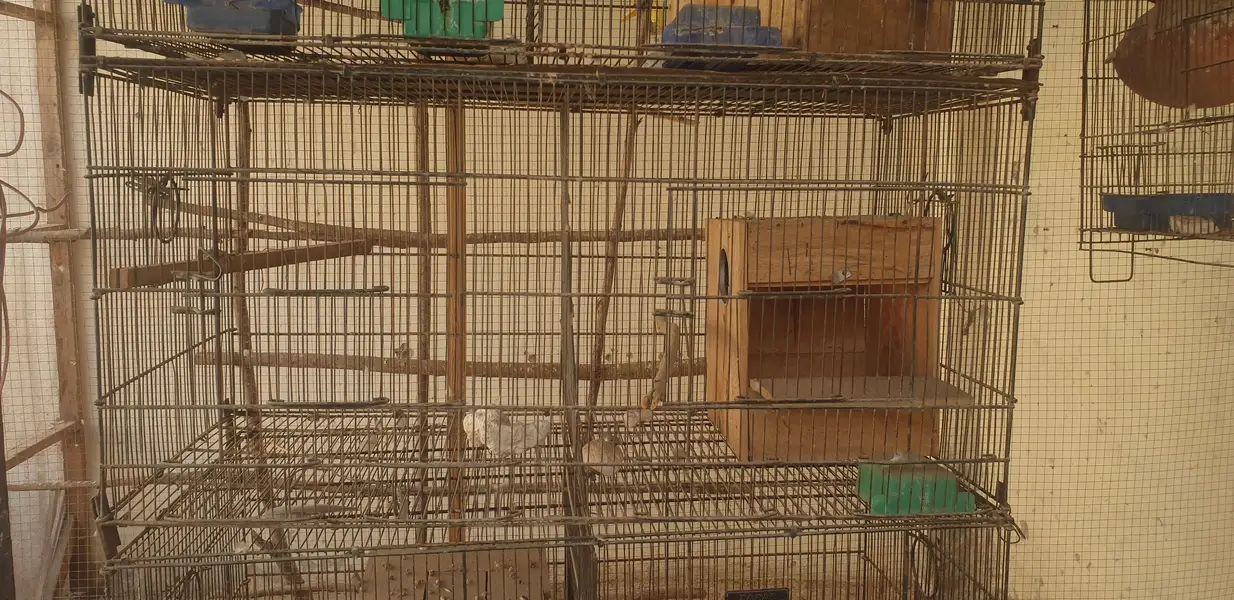 5×5=25 one cage 5000 best quality cage suitable for every bird — photo 3