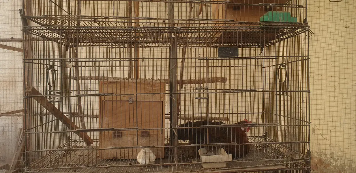 5×5=25 one cage 5000 best quality cage suitable for every bird — photo 4
