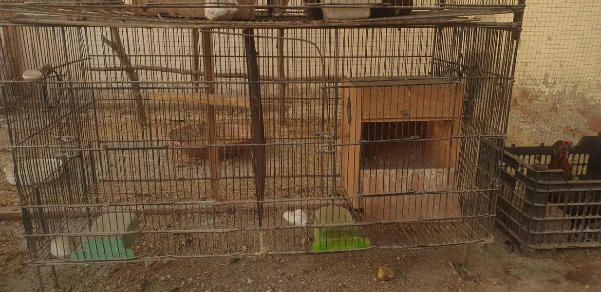 5×5=25 one cage 5000 best quality cage suitable for every bird — photo 5