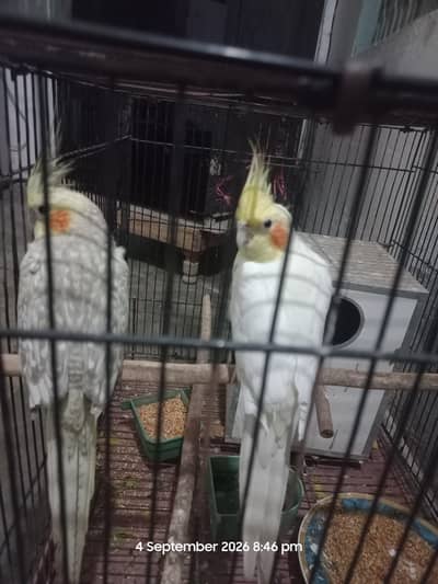 cocktail pair