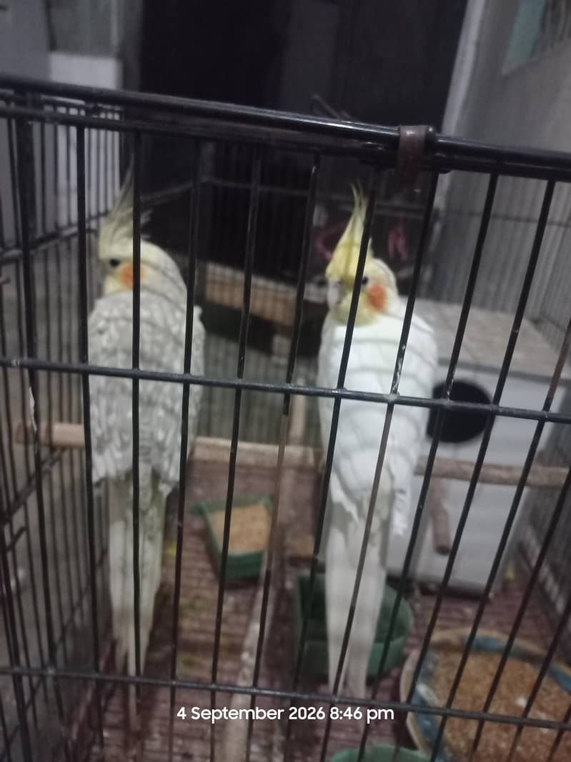 cocktail pair 1