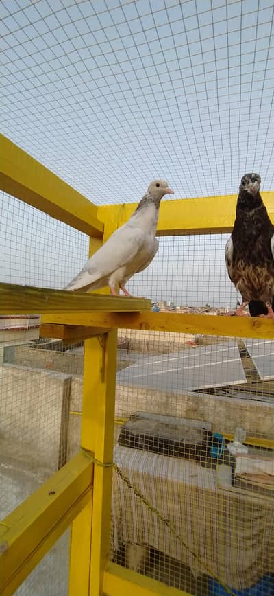 slate chapra teddy for sale