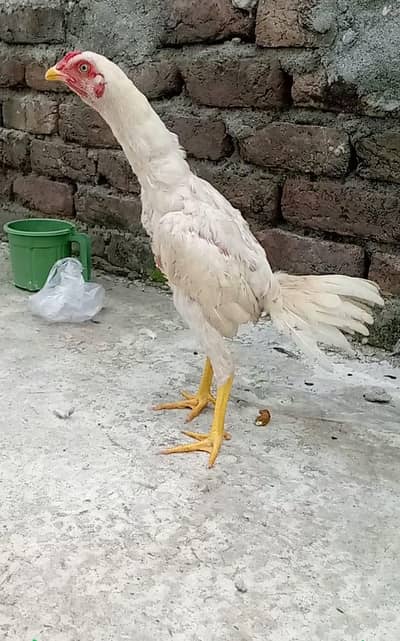 white aseel
