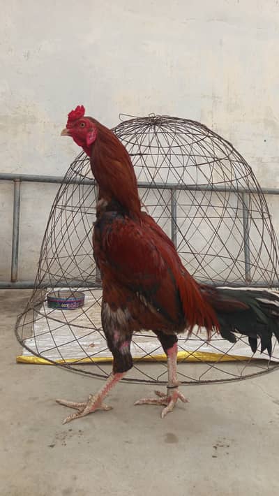 Aseel Laakha Male for Sale