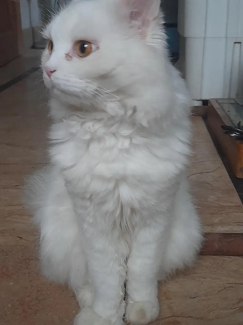Male Persian Cat — photo 4
