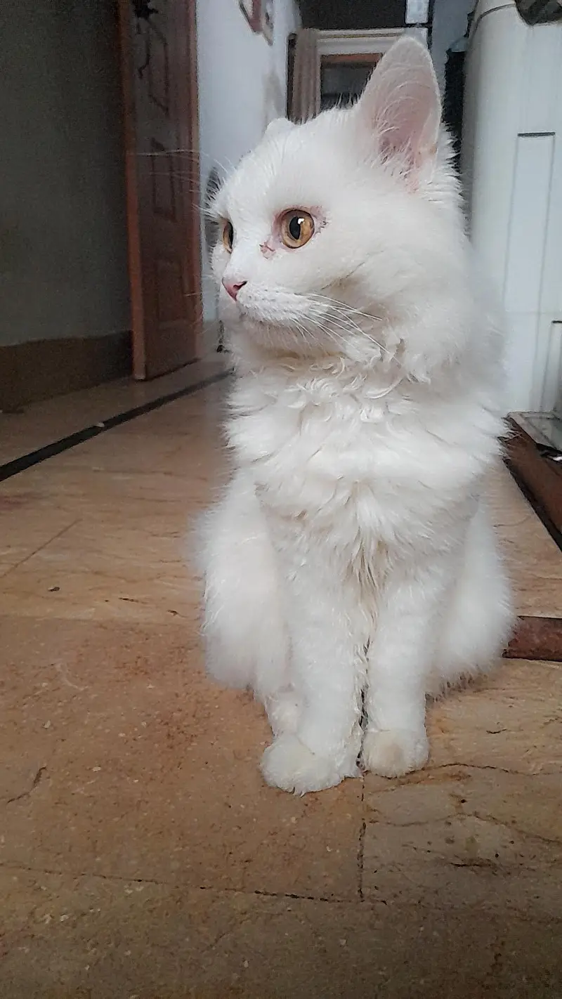 Male Persian Cat — photo 5