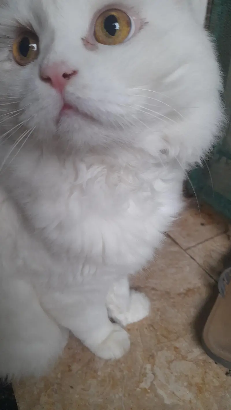 Male Persian Cat — photo 6