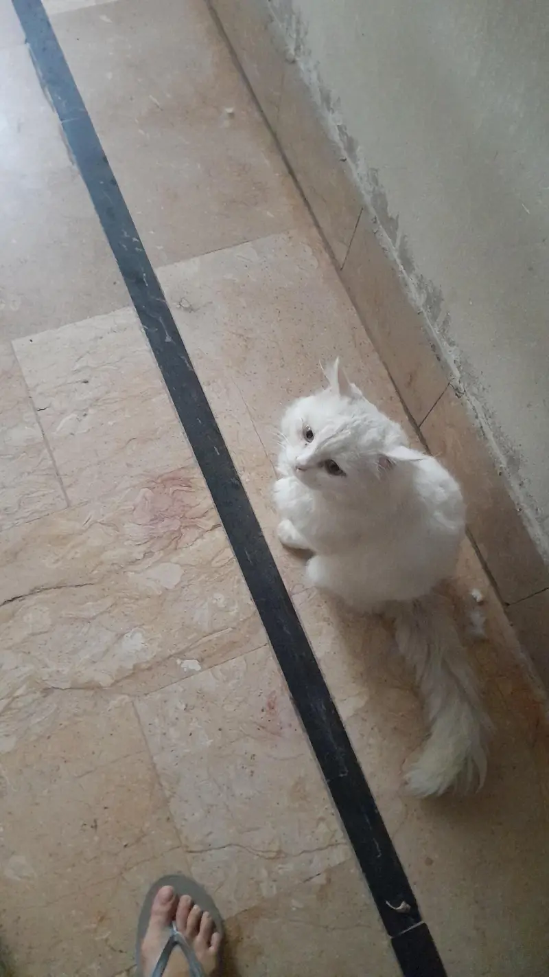 Male Persian Cat — photo 7