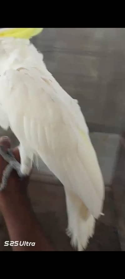 cacatoo handtamed and fly tamed