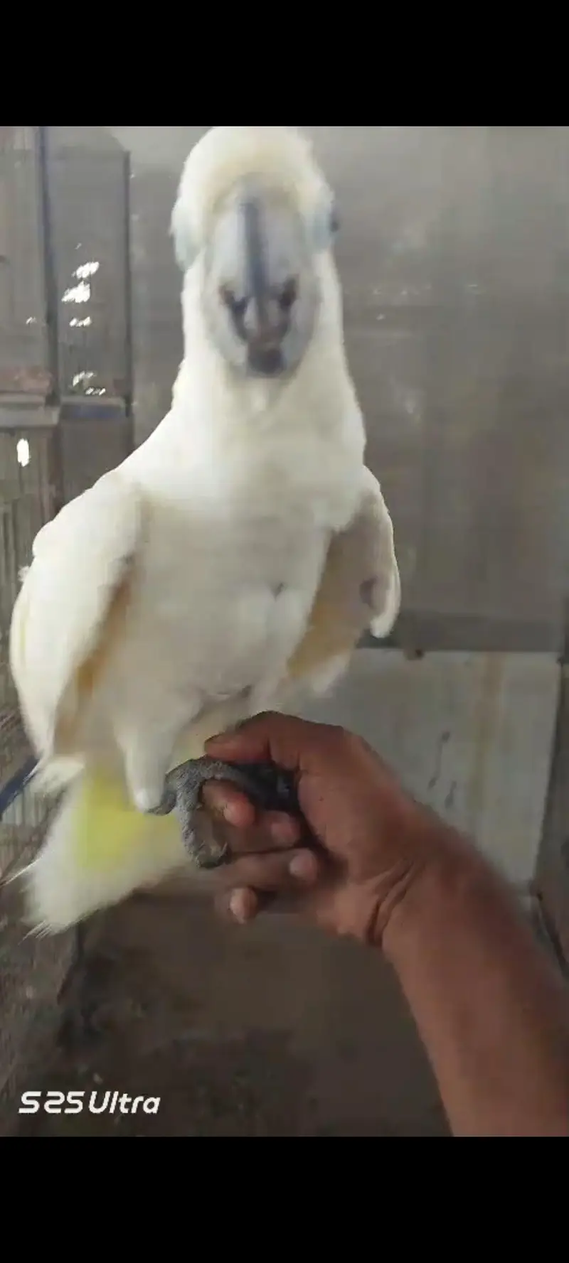 cacatoo handtamed and fly tamed — photo 2