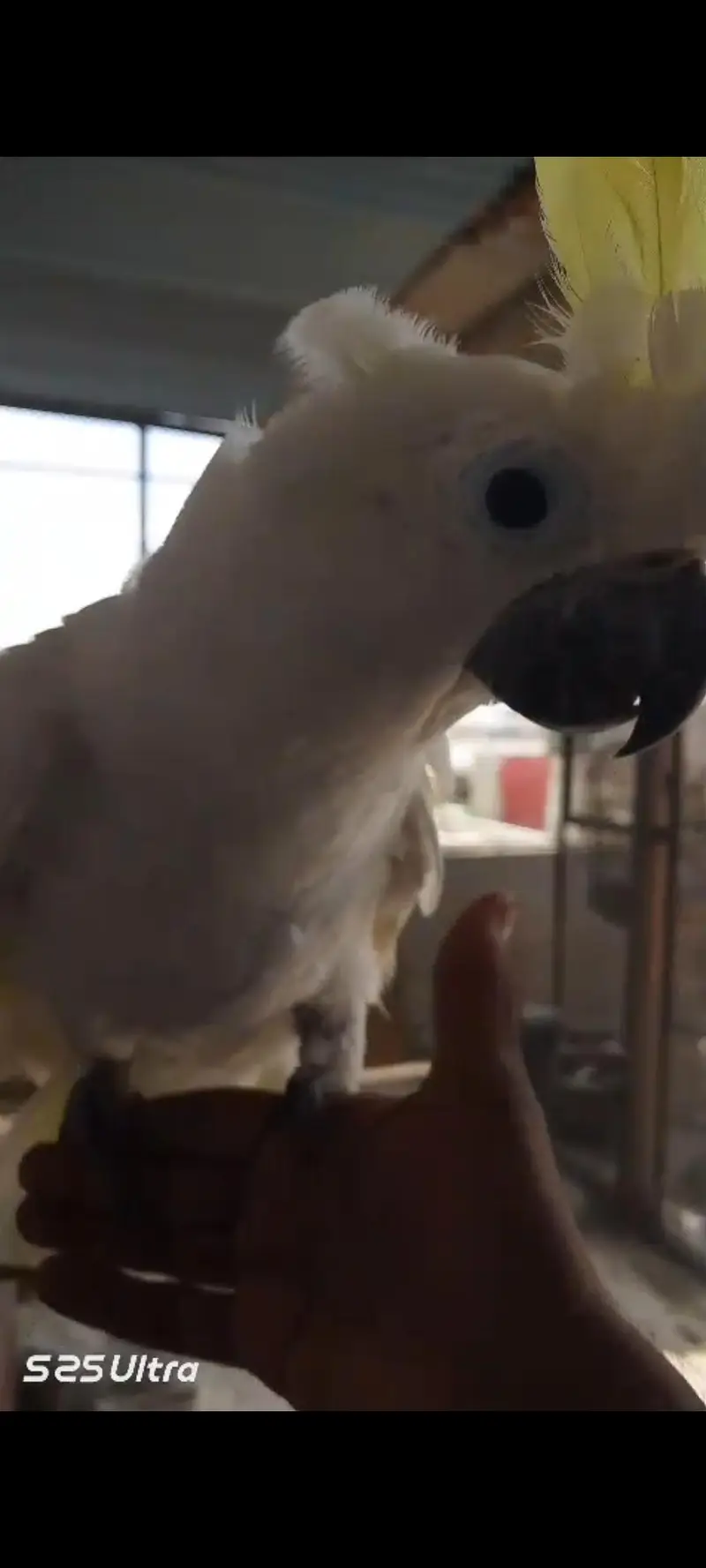 cacatoo handtamed and fly tamed — photo 3