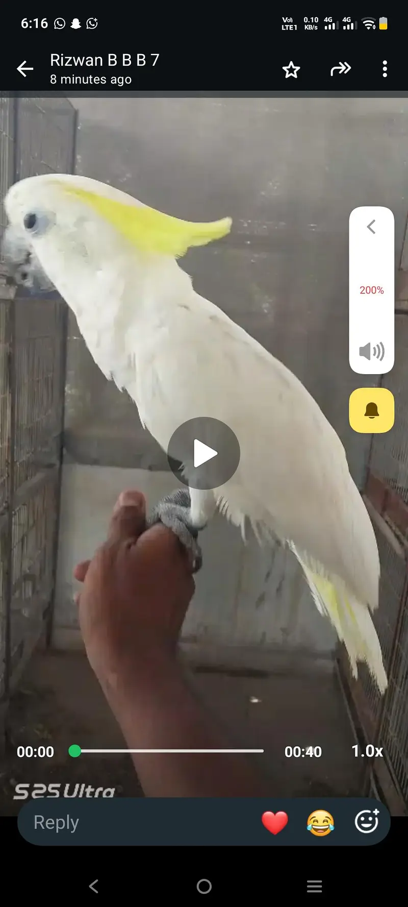 cacatoo handtamed and fly tamed — photo 5