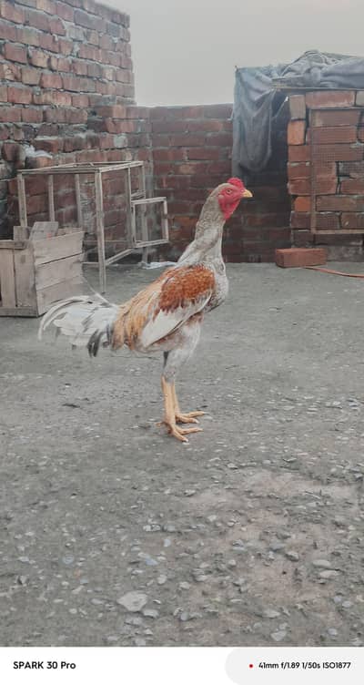 Sindhi  mianwali and desi aseel  male  and fresh fertile eggs
