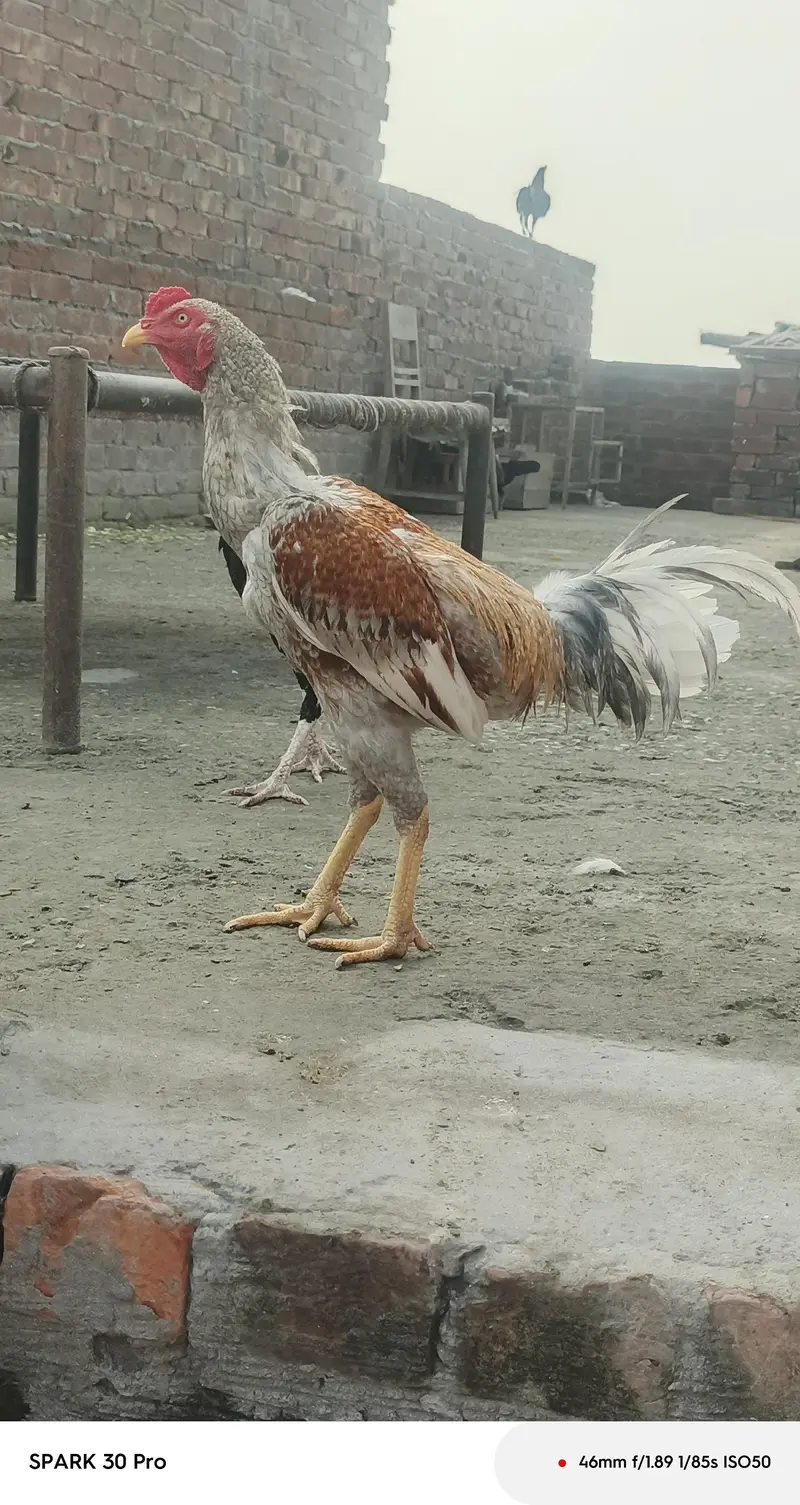 Sindhi  mianwali and desi aseel  male  and fresh fertile eggs — photo 2