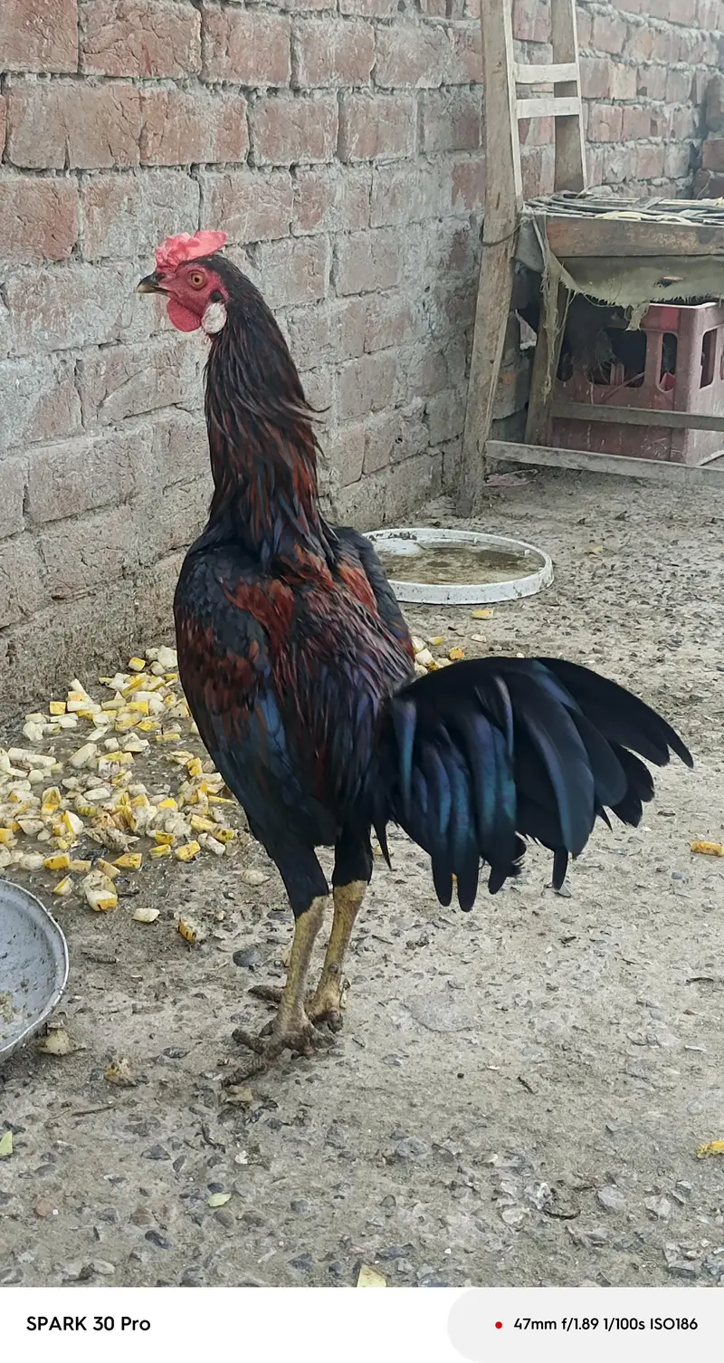 Sindhi  mianwali and desi aseel  male  and fresh fertile eggs — photo 3