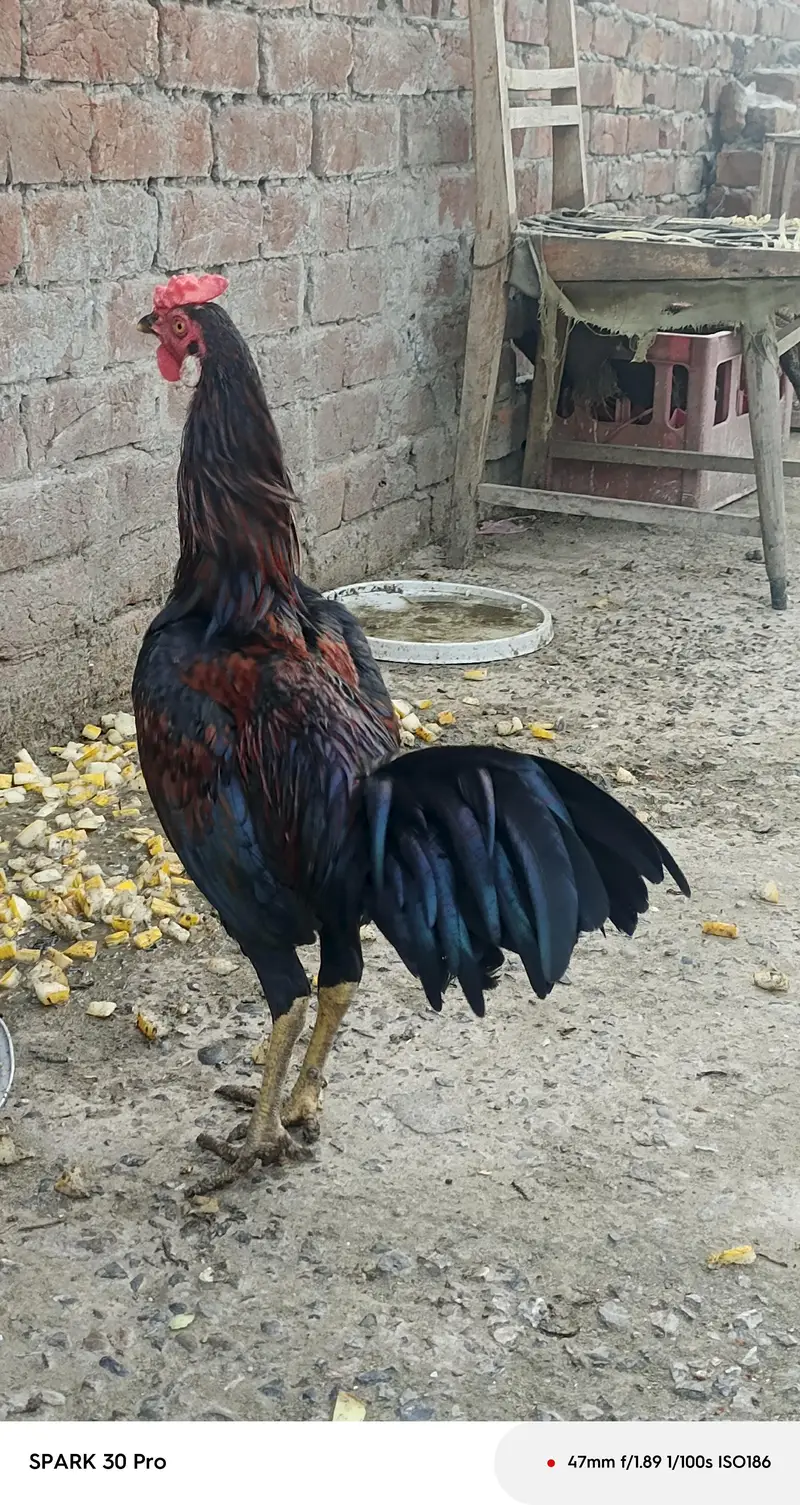 Sindhi  mianwali and desi aseel  male  and fresh fertile eggs — photo 4
