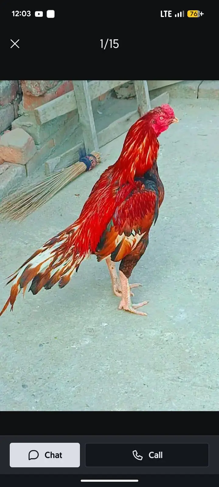 Sindhi  mianwali and desi aseel  male  and fresh fertile eggs — photo 5