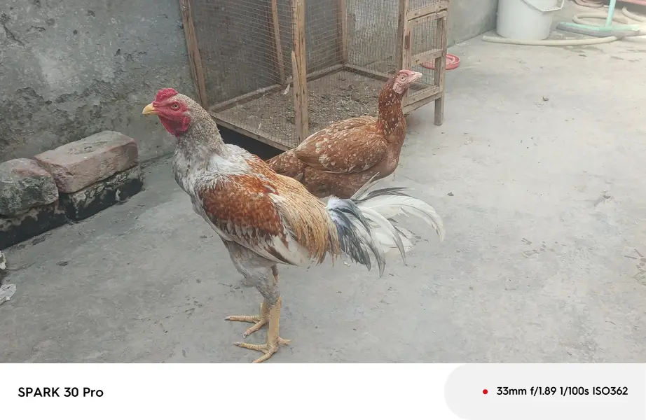 Sindhi  mianwali and desi aseel  male  and fresh fertile eggs — photo 6
