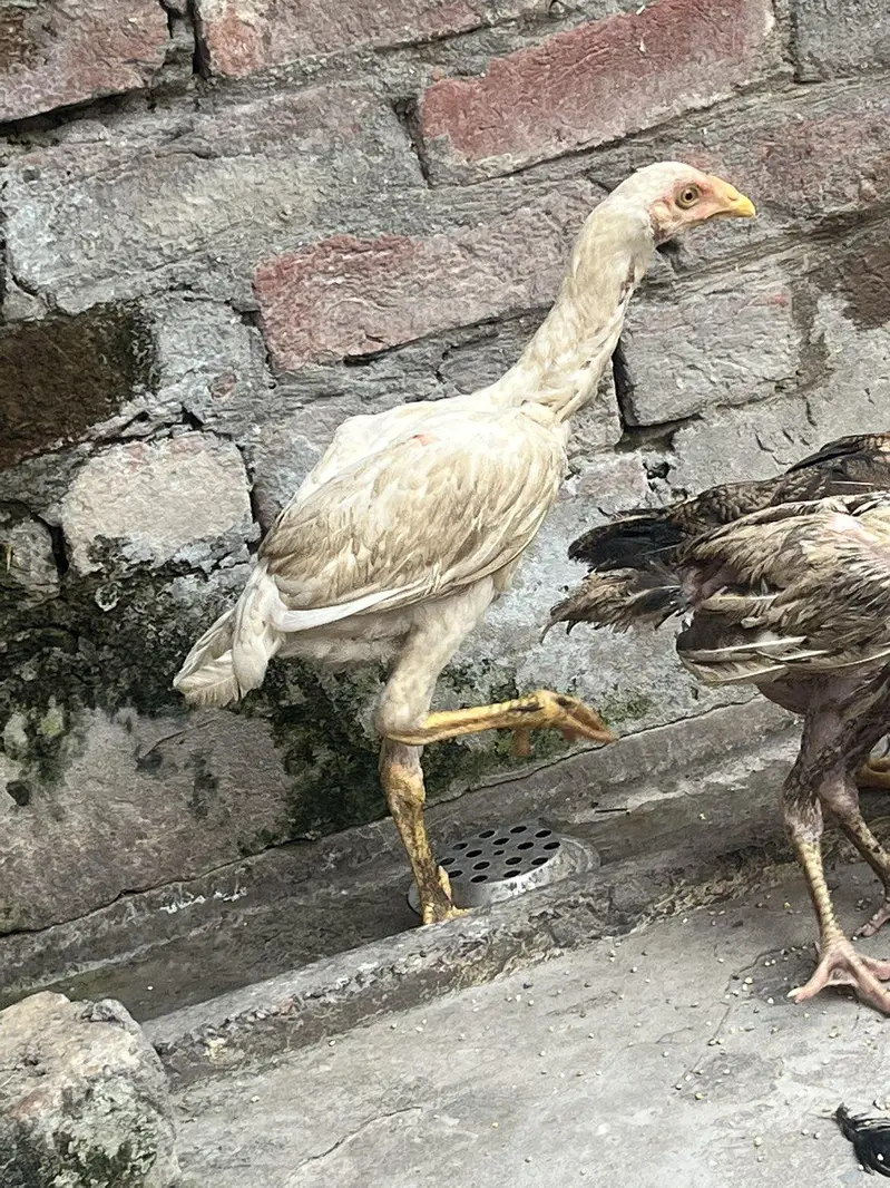 hera chikas — photo 2