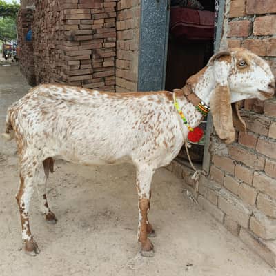 Makhi Chini Desi