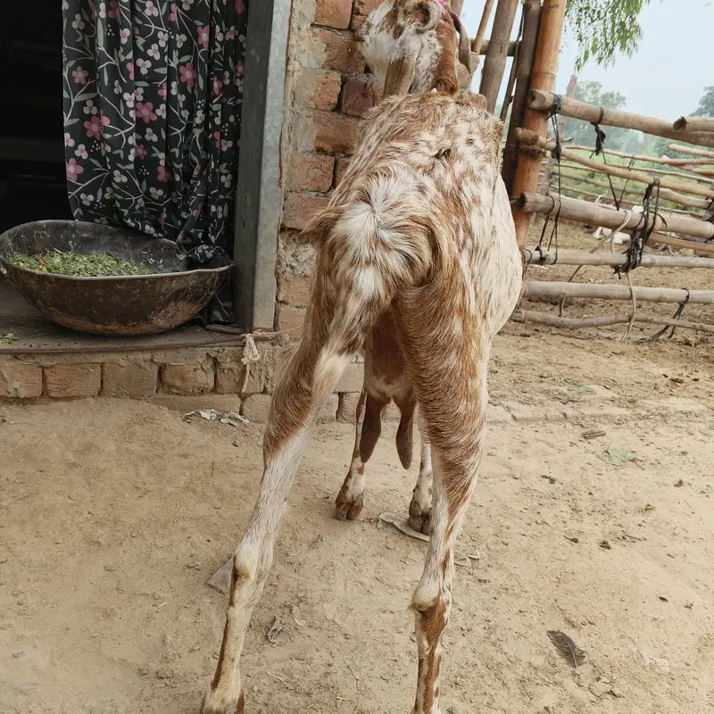 Makhi Chini Desi — photo 2