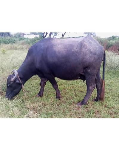 Buffalo for sale