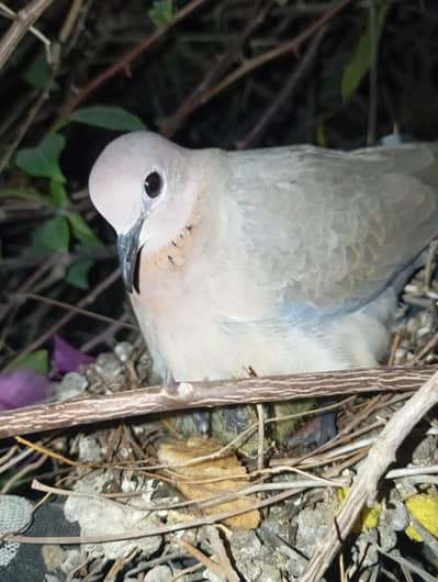 1 female Dove 