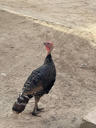 Turkey breader male for sale