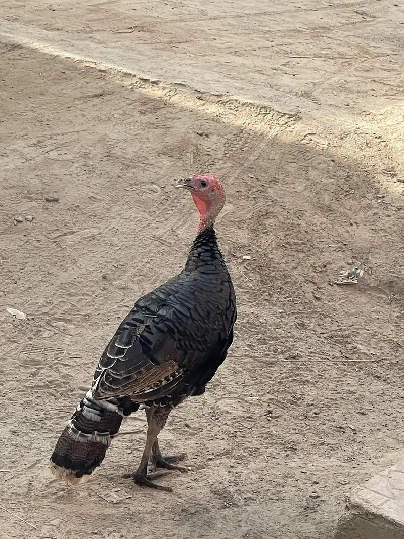 Turkey breader male for sale