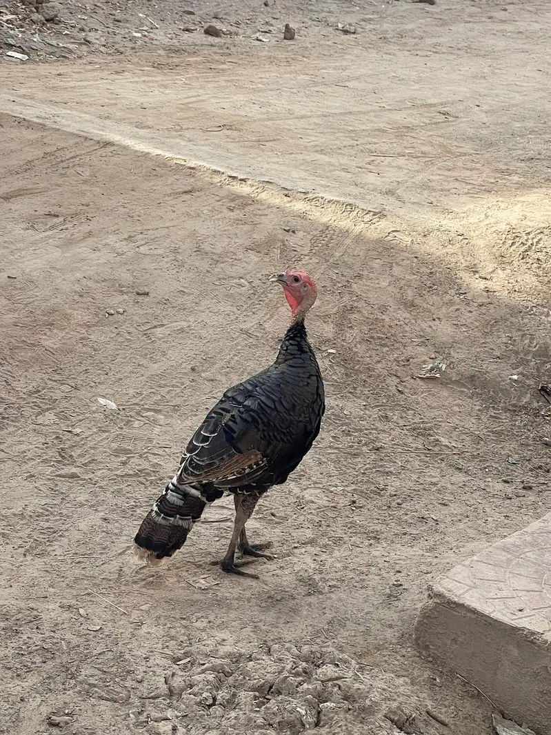 Turkey breader male for sale — photo 2