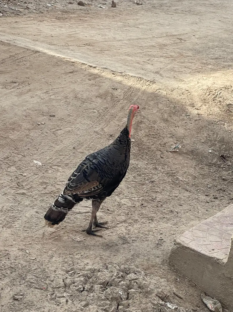 Turkey breader male for sale — photo 3